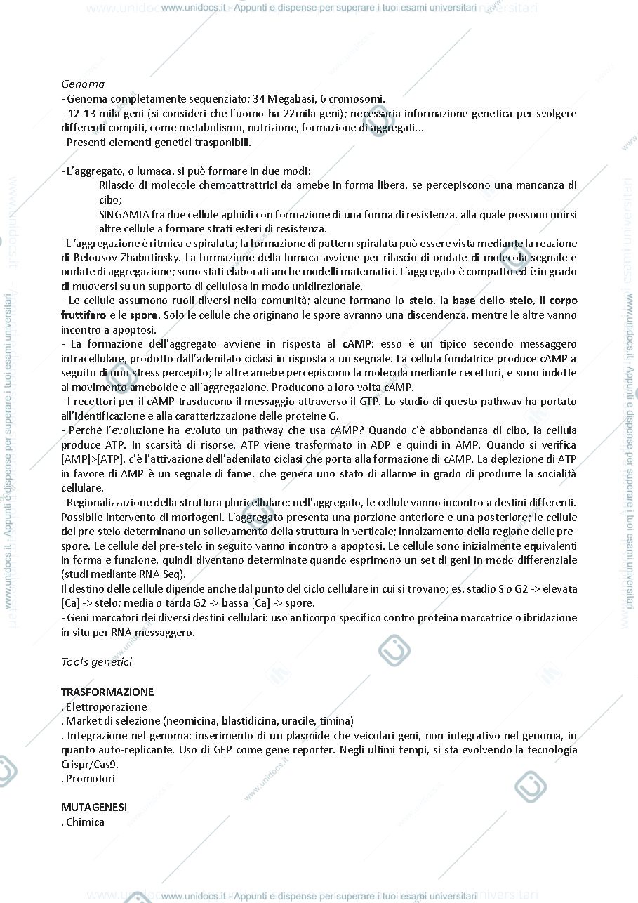 Anteprima pagina 4 — Organismi modello in Biologia