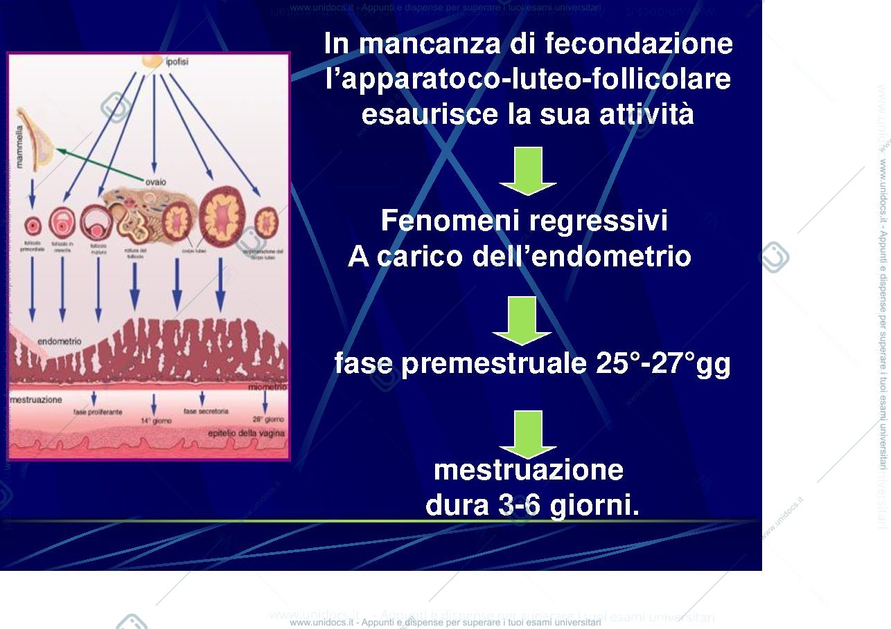 Anteprima pagina 3 — ciclo mestruale