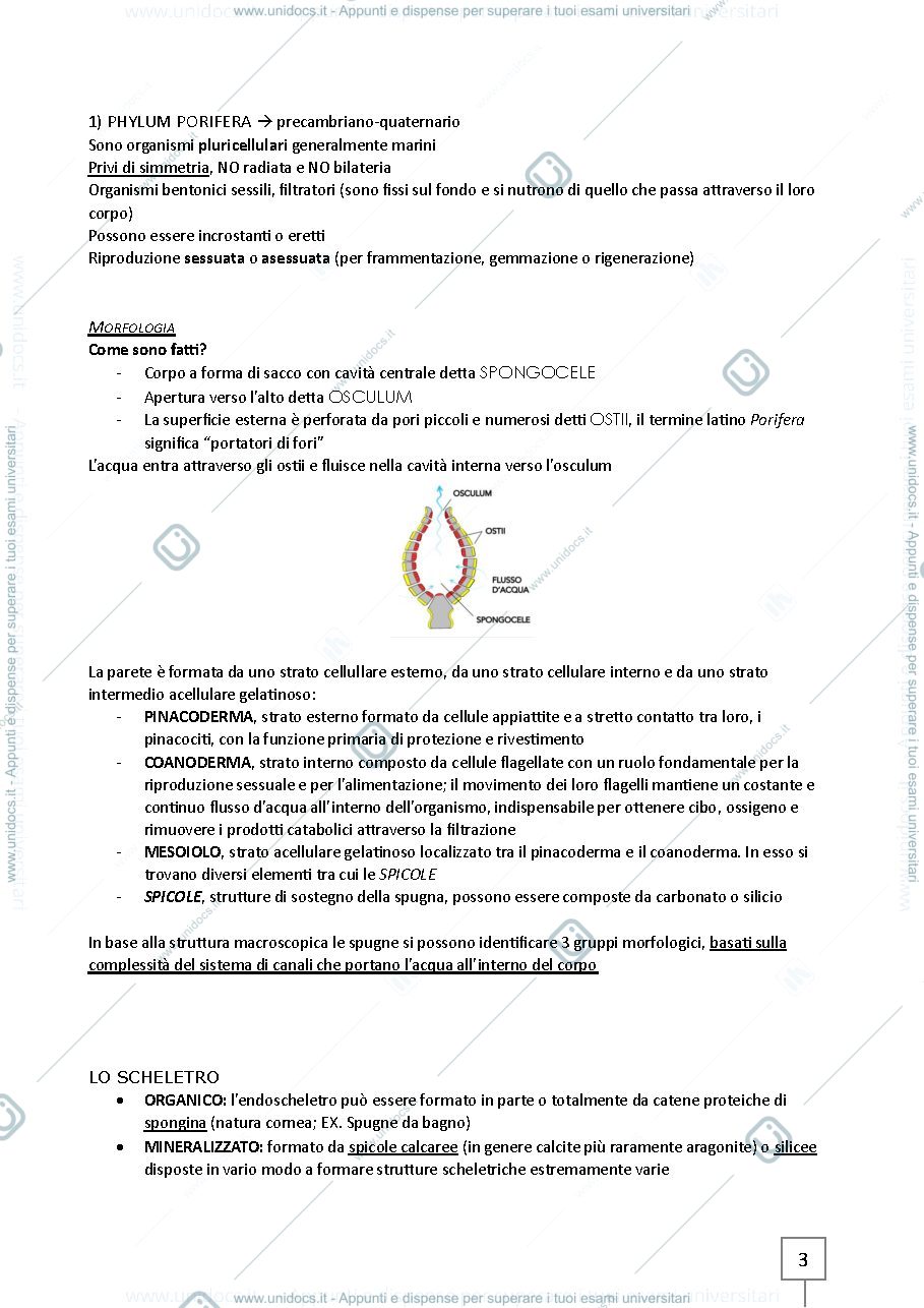 Anteprima pagina 3 — Appunti Paleontologia - Laboratorio