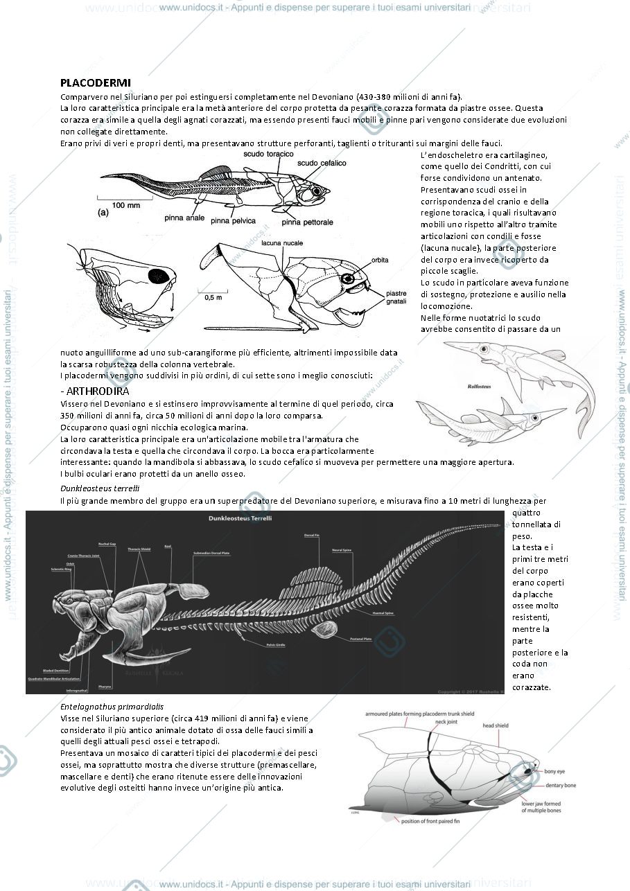 Anteprima pagina 1 — Paleontologia vertebrati 2 (da Placodermi a Tetrapodi basali)