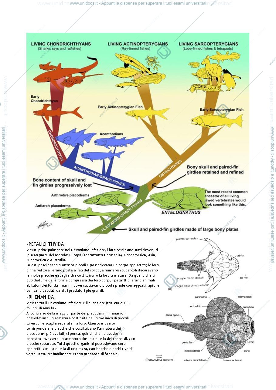 Anteprima pagina 2 — Paleontologia vertebrati 2 (da Placodermi a Tetrapodi basali)