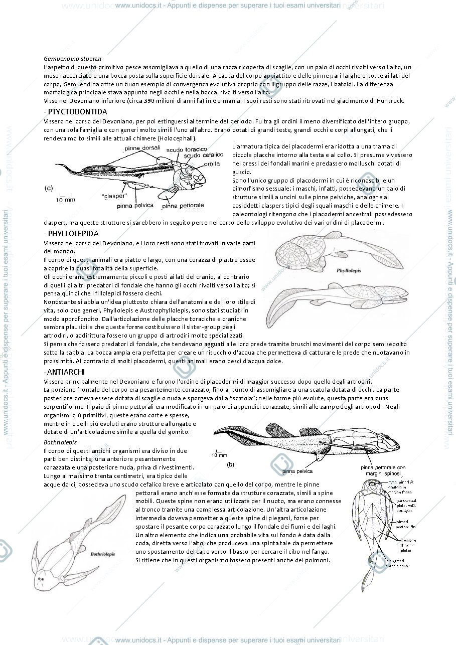Anteprima pagina 3 — Paleontologia vertebrati 2 (da Placodermi a Tetrapodi basali)