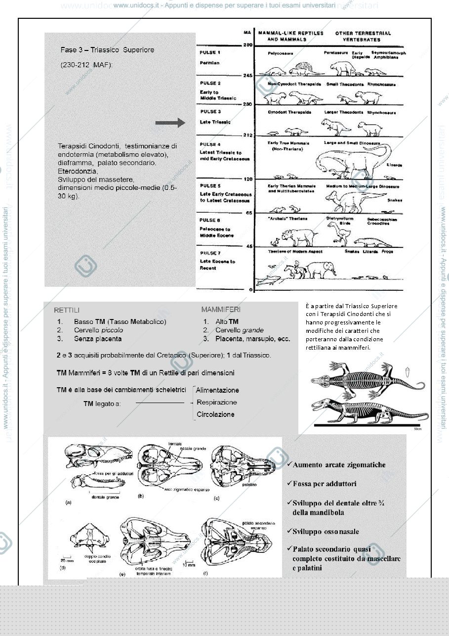 Anteprima pagina 2 — Paleontologia 4 (Mammiferi)