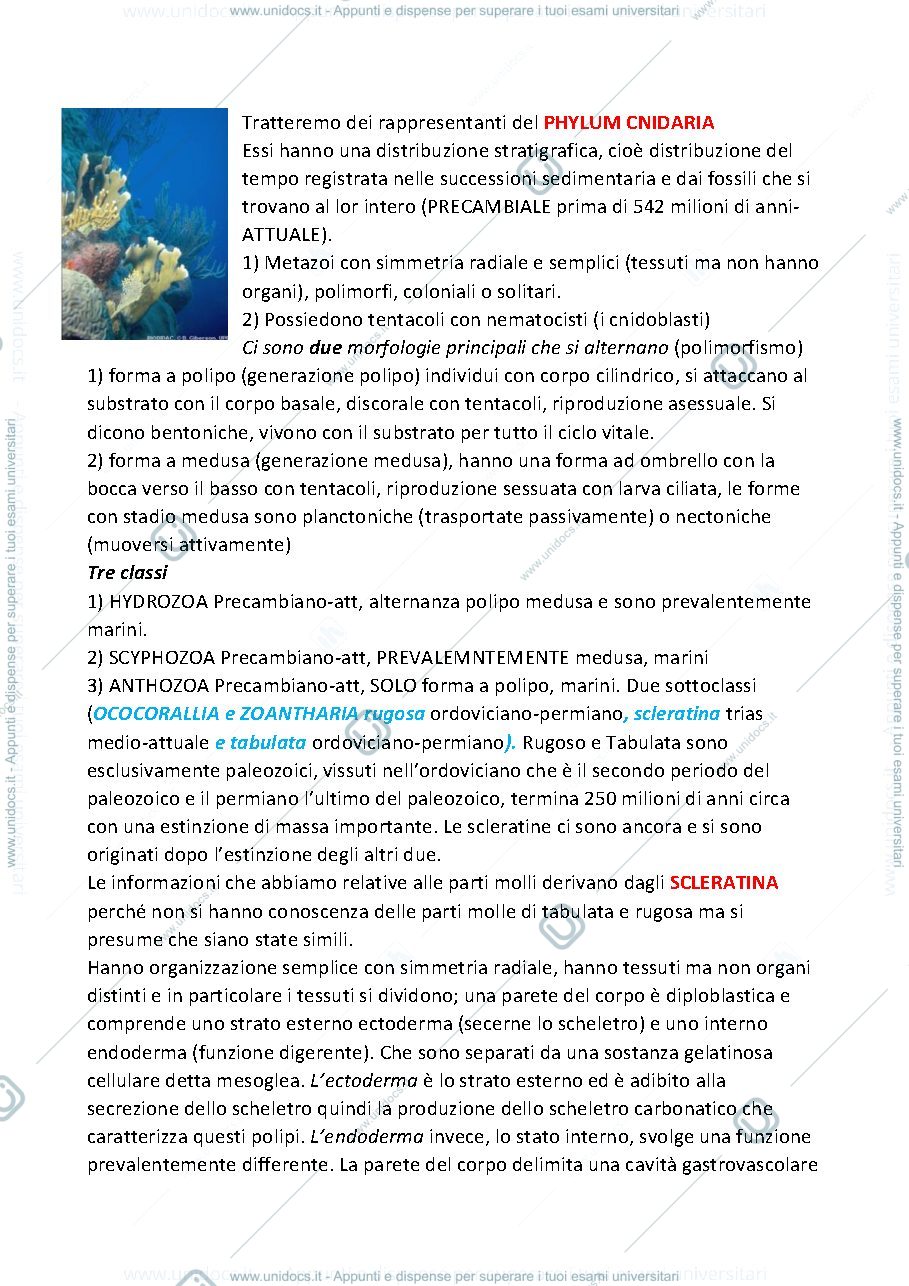 Anteprima pagina 1 — Paleontologia, Cnidari e Brachiopoda