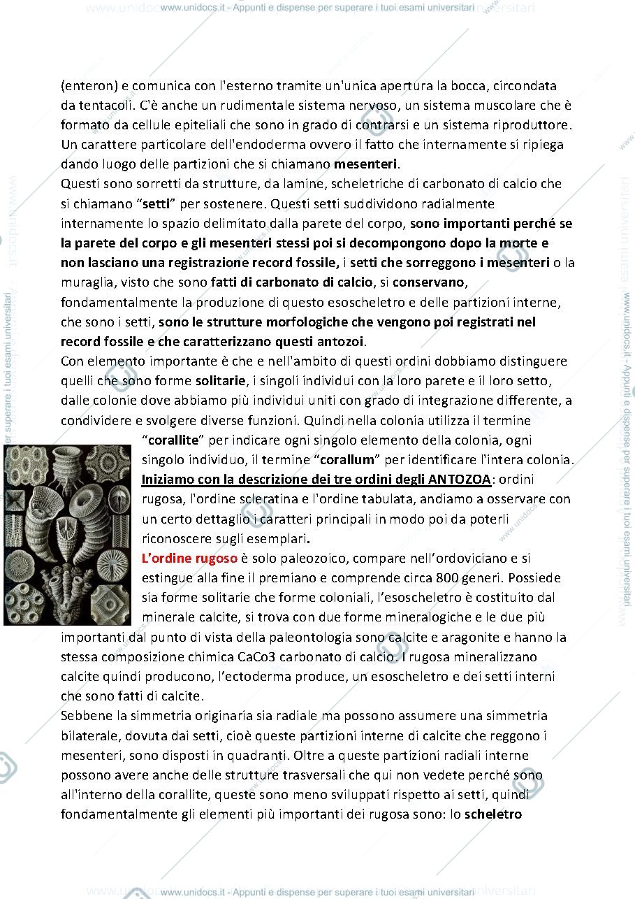 Anteprima pagina 2 — Paleontologia, Cnidari e Brachiopoda