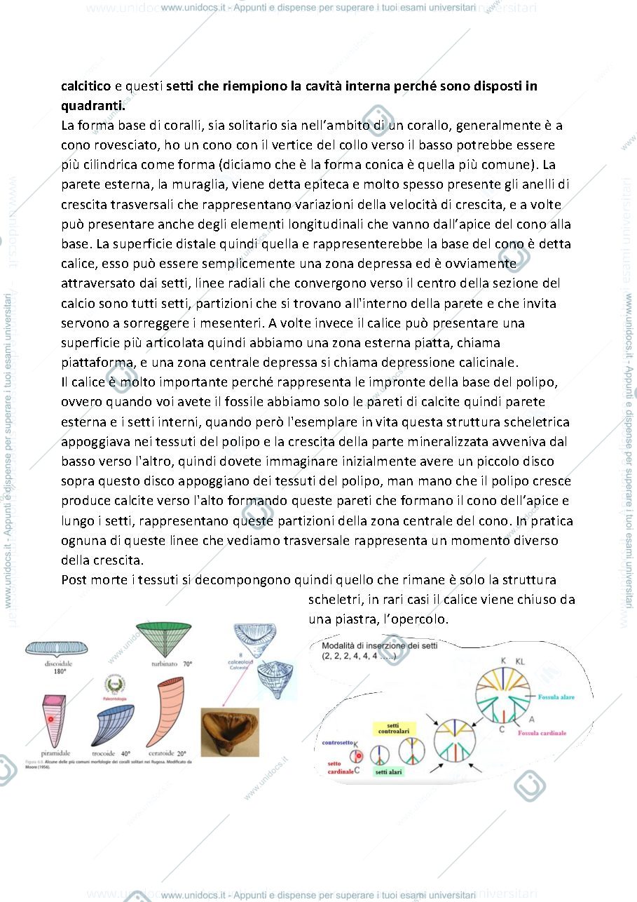 Anteprima pagina 3 — Paleontologia, Cnidari e Brachiopoda