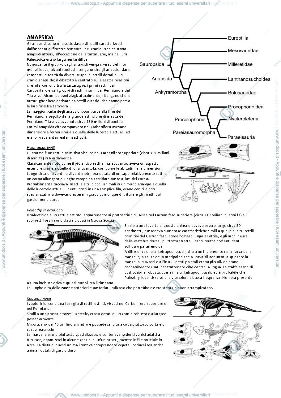 Anteprima pagina 2 — Paleontologia vertebrati 3 (da Amnioti a Dinosauri)