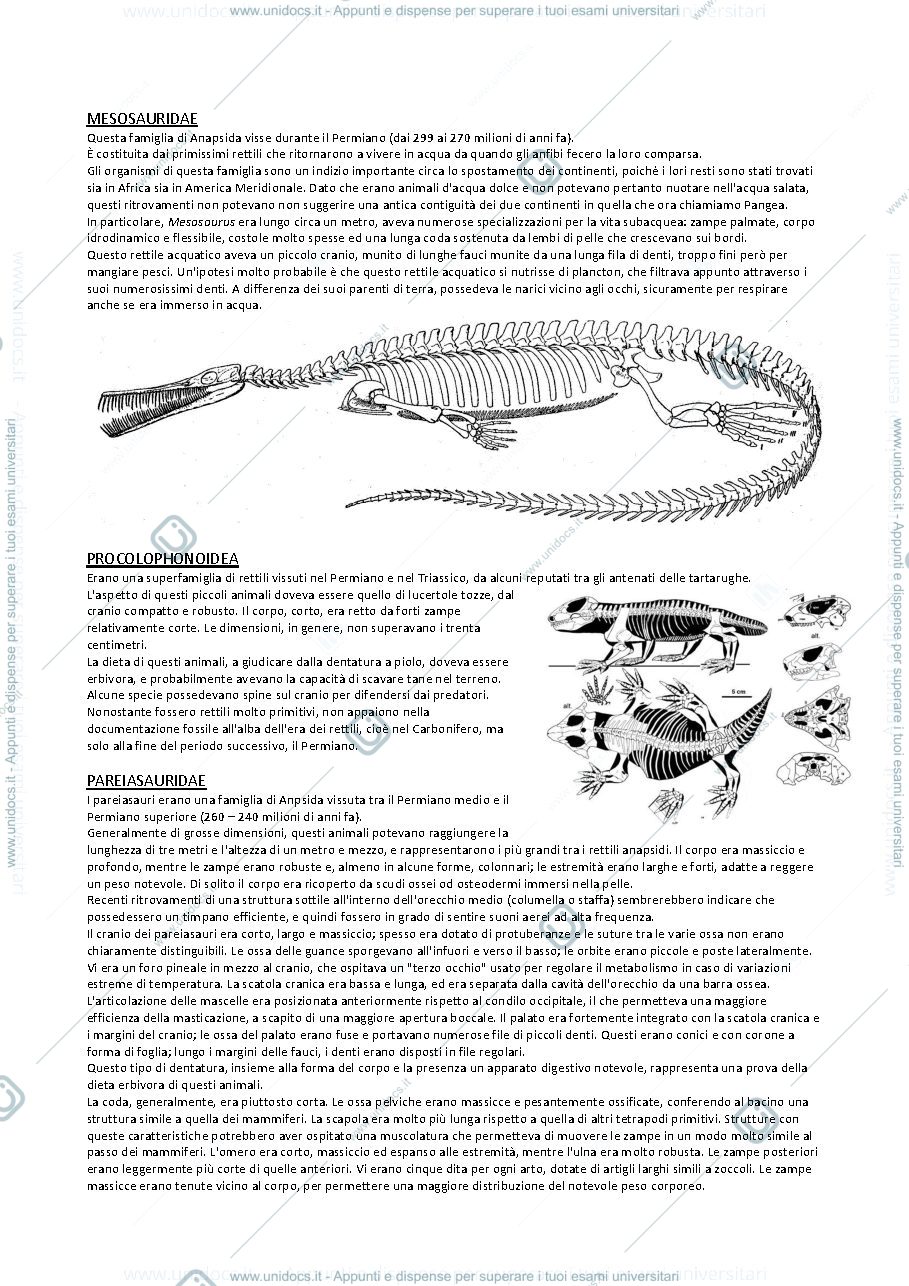 Anteprima pagina 3 — Paleontologia vertebrati 3 (da Amnioti a Dinosauri)