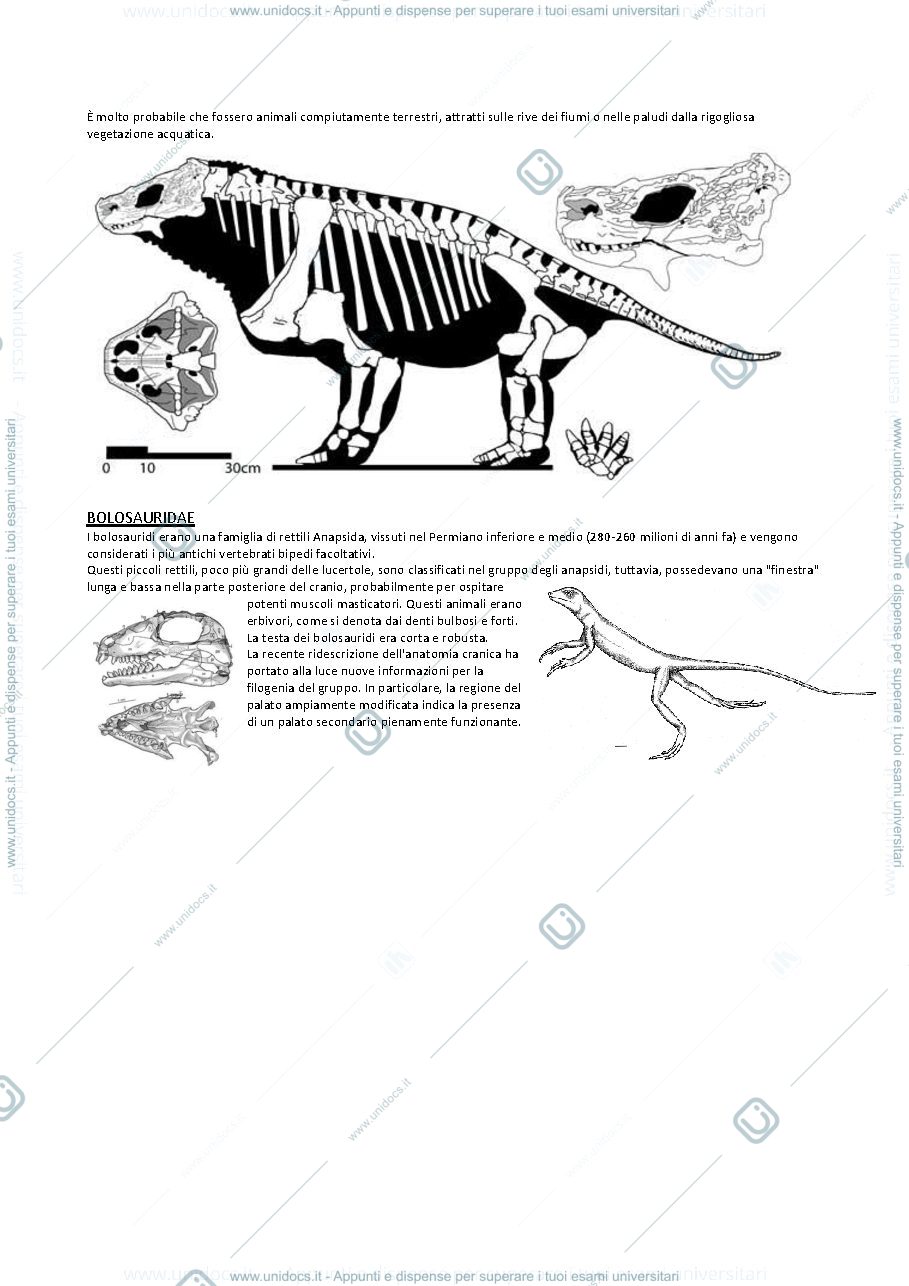 Anteprima pagina 4 — Paleontologia vertebrati 3 (da Amnioti a Dinosauri)