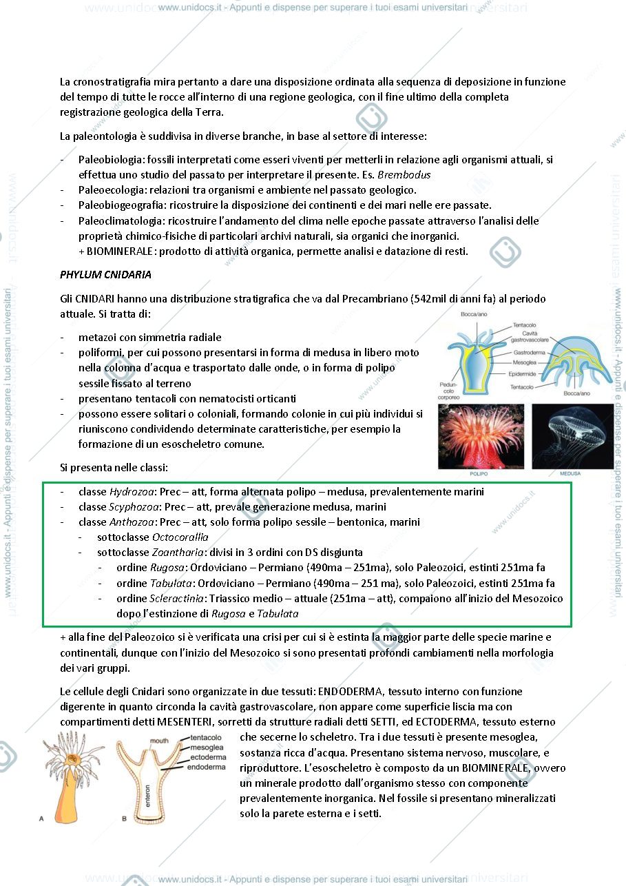 Anteprima pagina 2 — dispensa paleontologia invertebrati