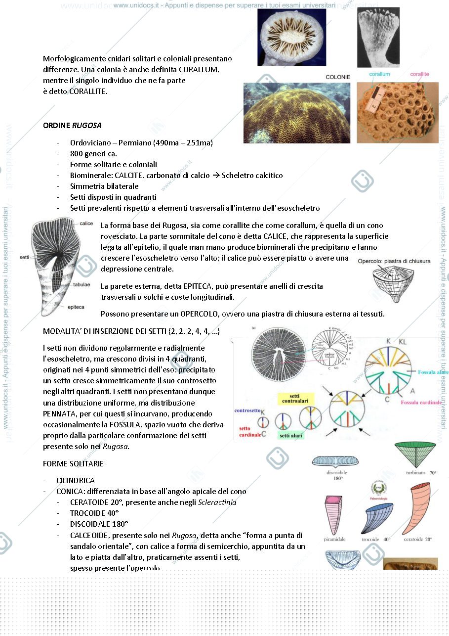 Anteprima pagina 3 — dispensa paleontologia invertebrati