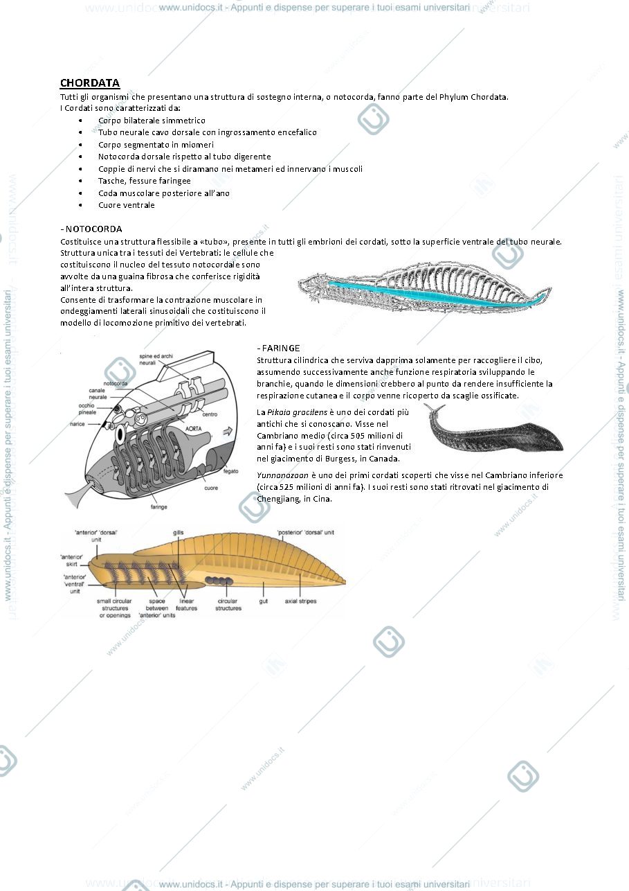Anteprima pagina 1 — Paleontologia vertebrati 1 (da Cordata a Gnatostomi)