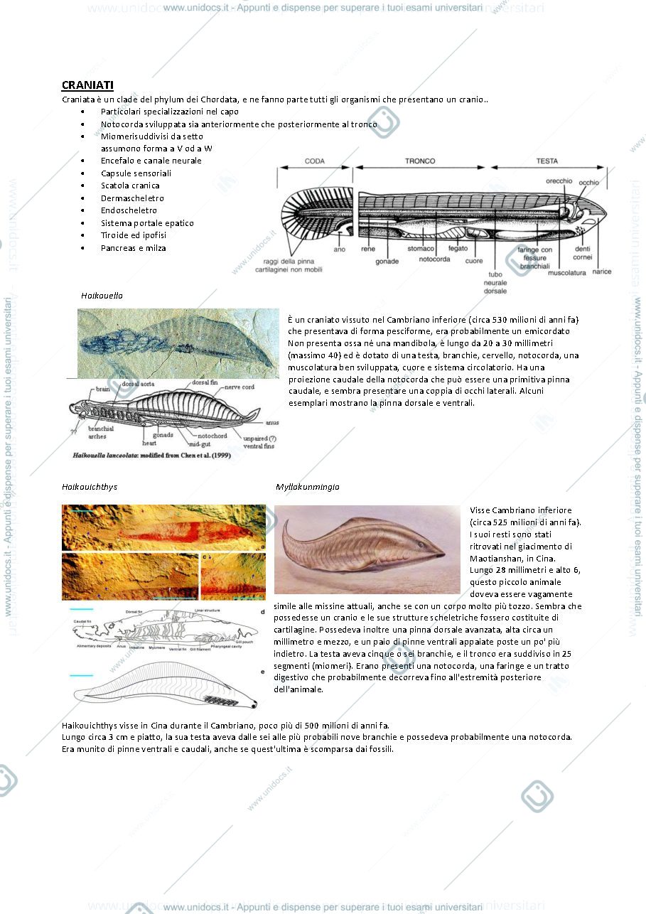 Anteprima pagina 2 — Paleontologia vertebrati 1 (da Cordata a Gnatostomi)