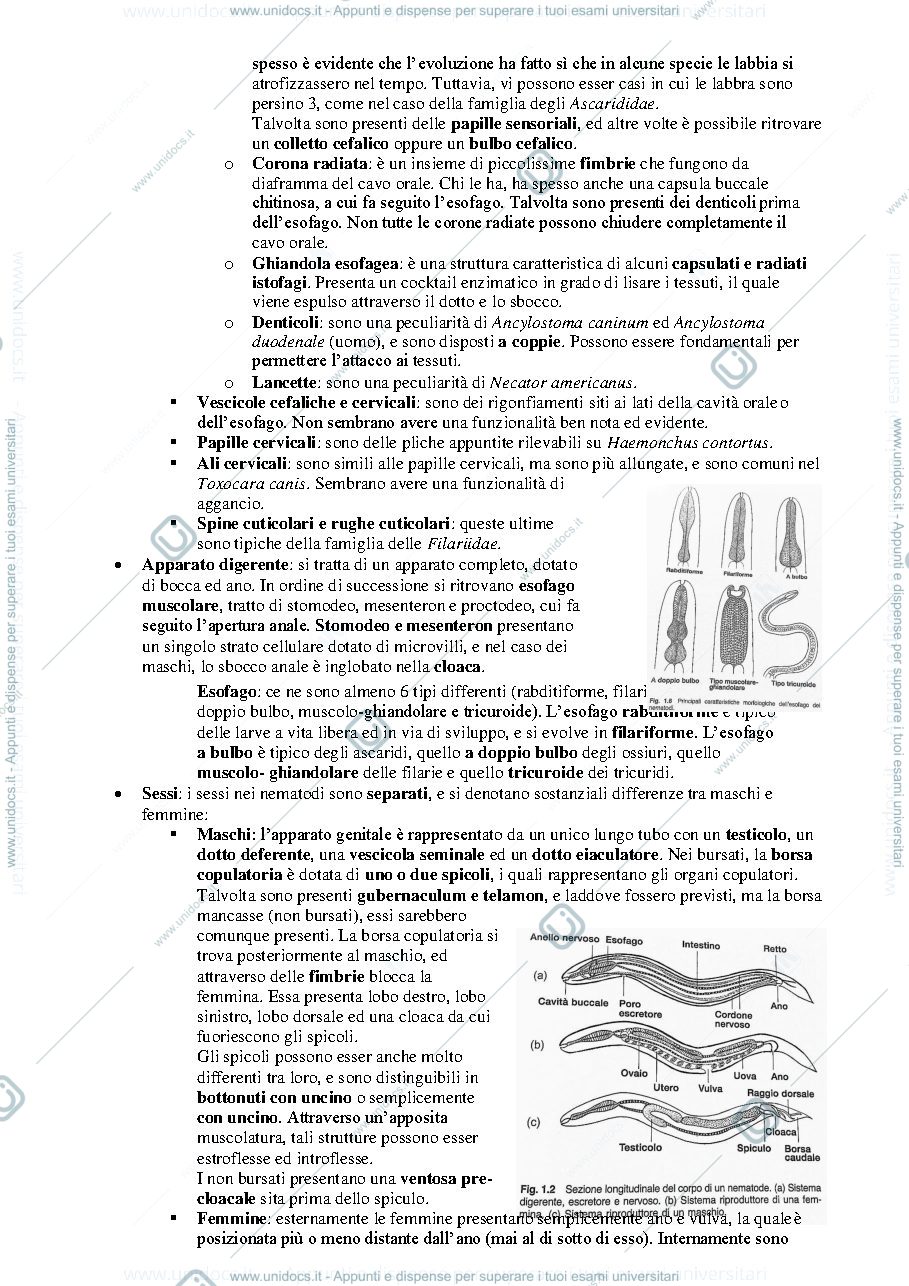 Anteprima pagina 3 — Parassitologia