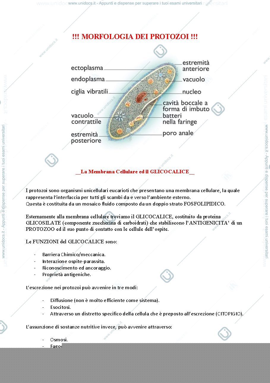 Anteprima pagina 1 — Morfologia dei Protozoi