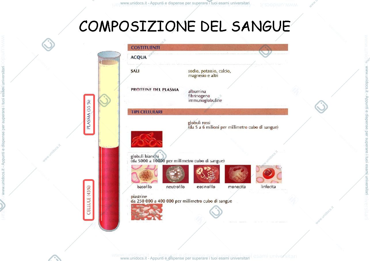 Anteprima pagina 2 — IL SANGUE