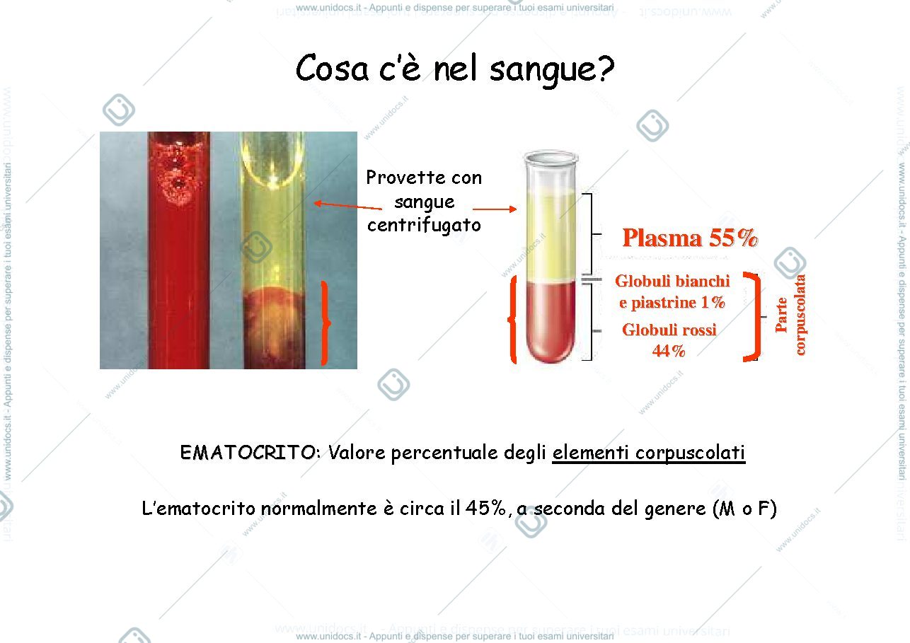 Anteprima pagina 3 — IL SANGUE