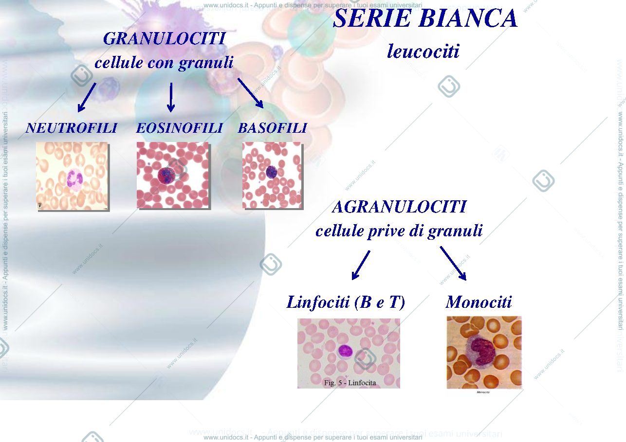 Anteprima pagina 4 — 3.Fisiopatologia-del-sangue