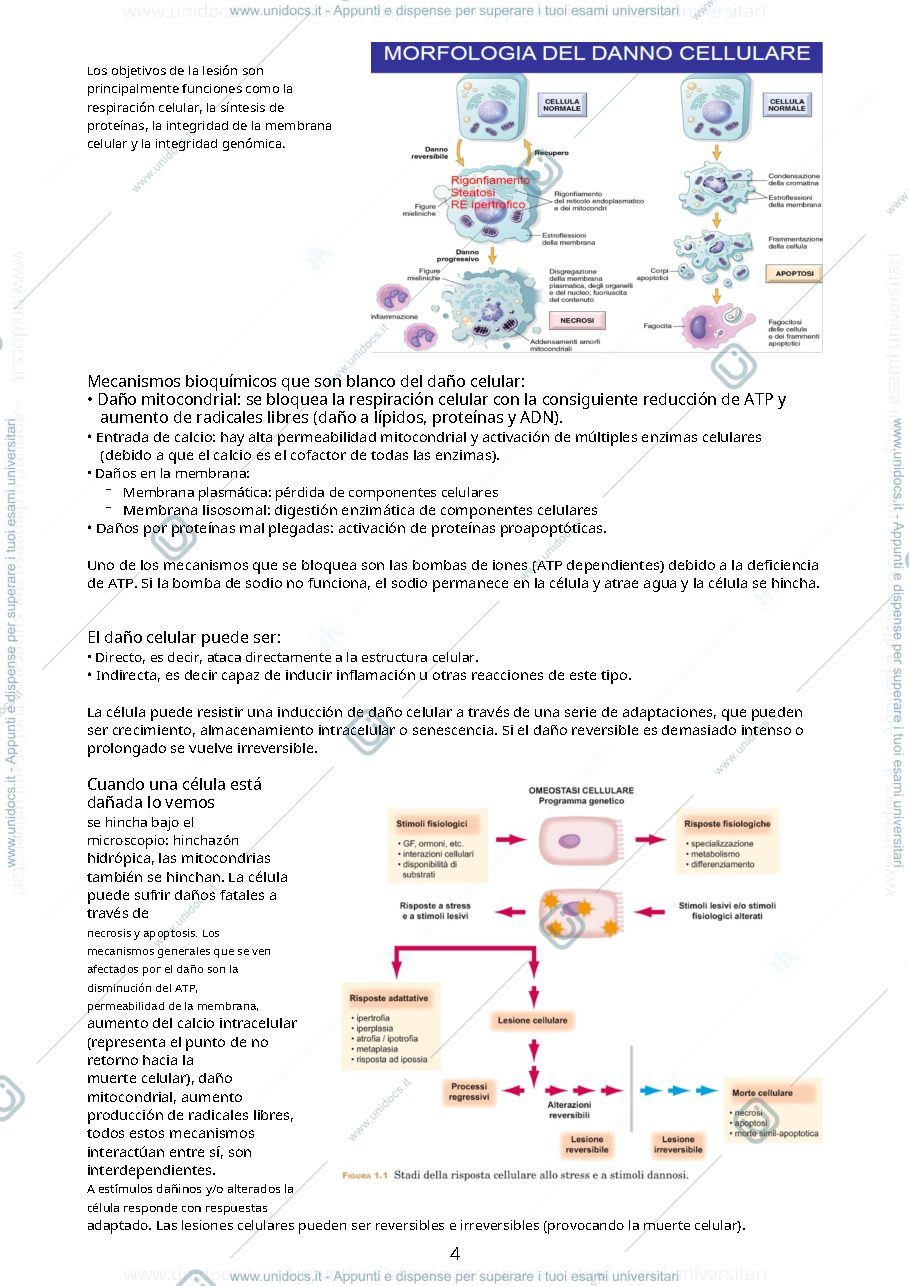 Anteprima pagina 4 — Patología generale