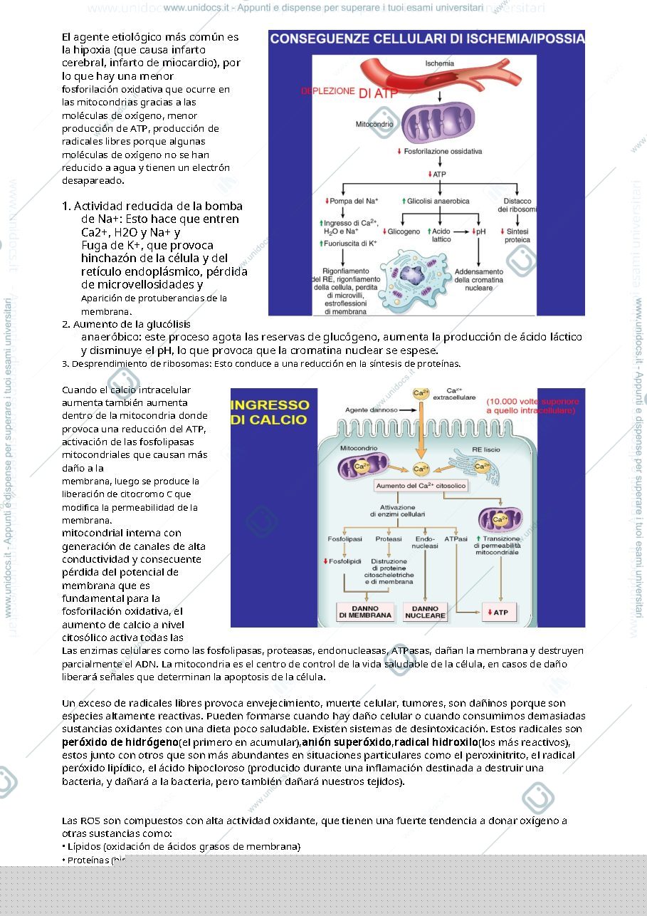 Anteprima pagina 5 — Patología generale