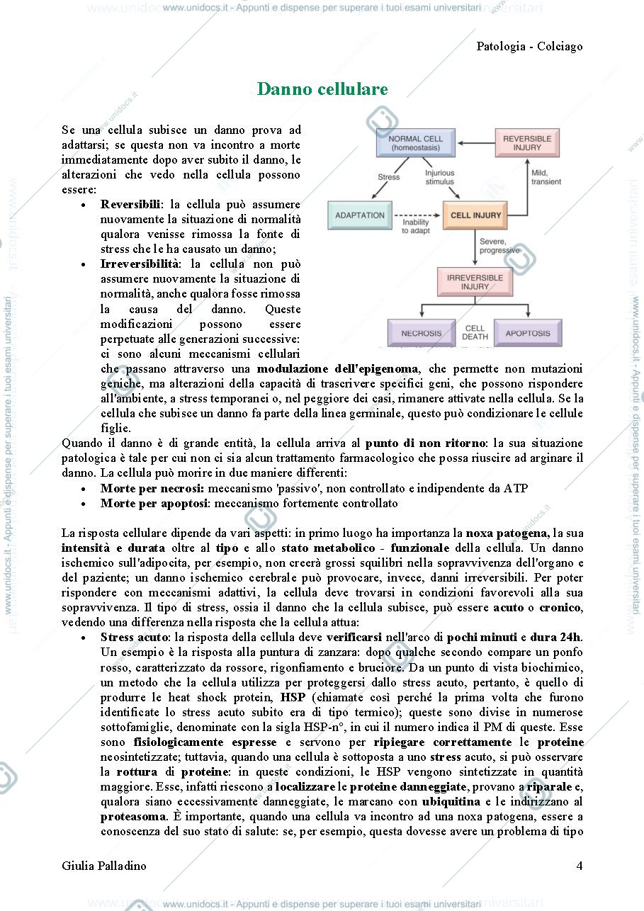 Anteprima pagina 4 — Patologia Colciago 