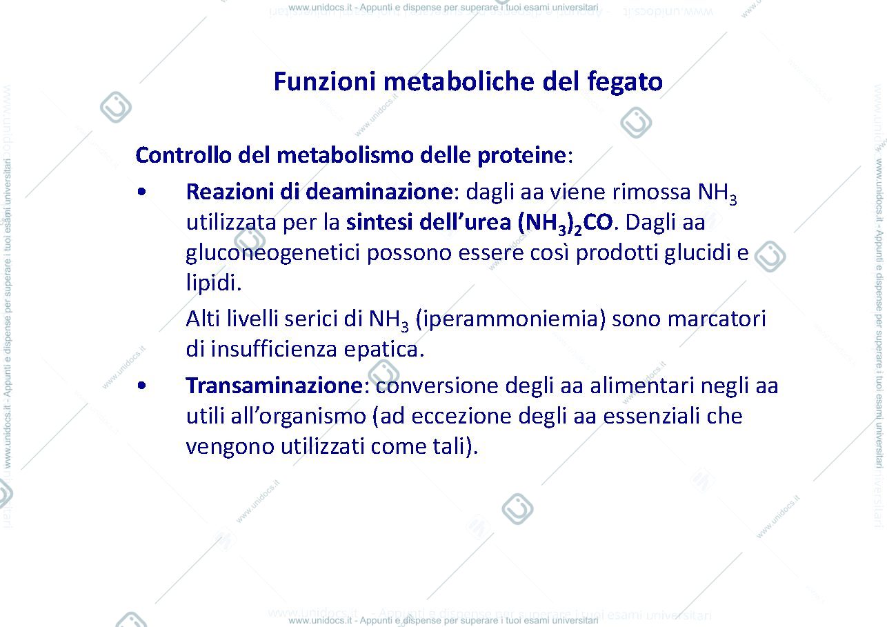Anteprima pagina 4 — fisiopatologia fegato
