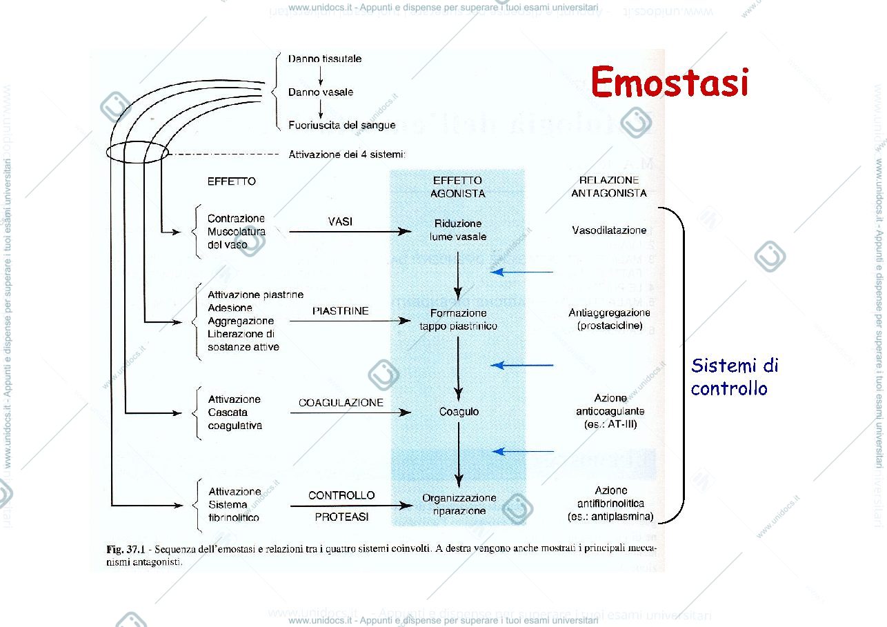 Anteprima pagina 2 — emostasi 
