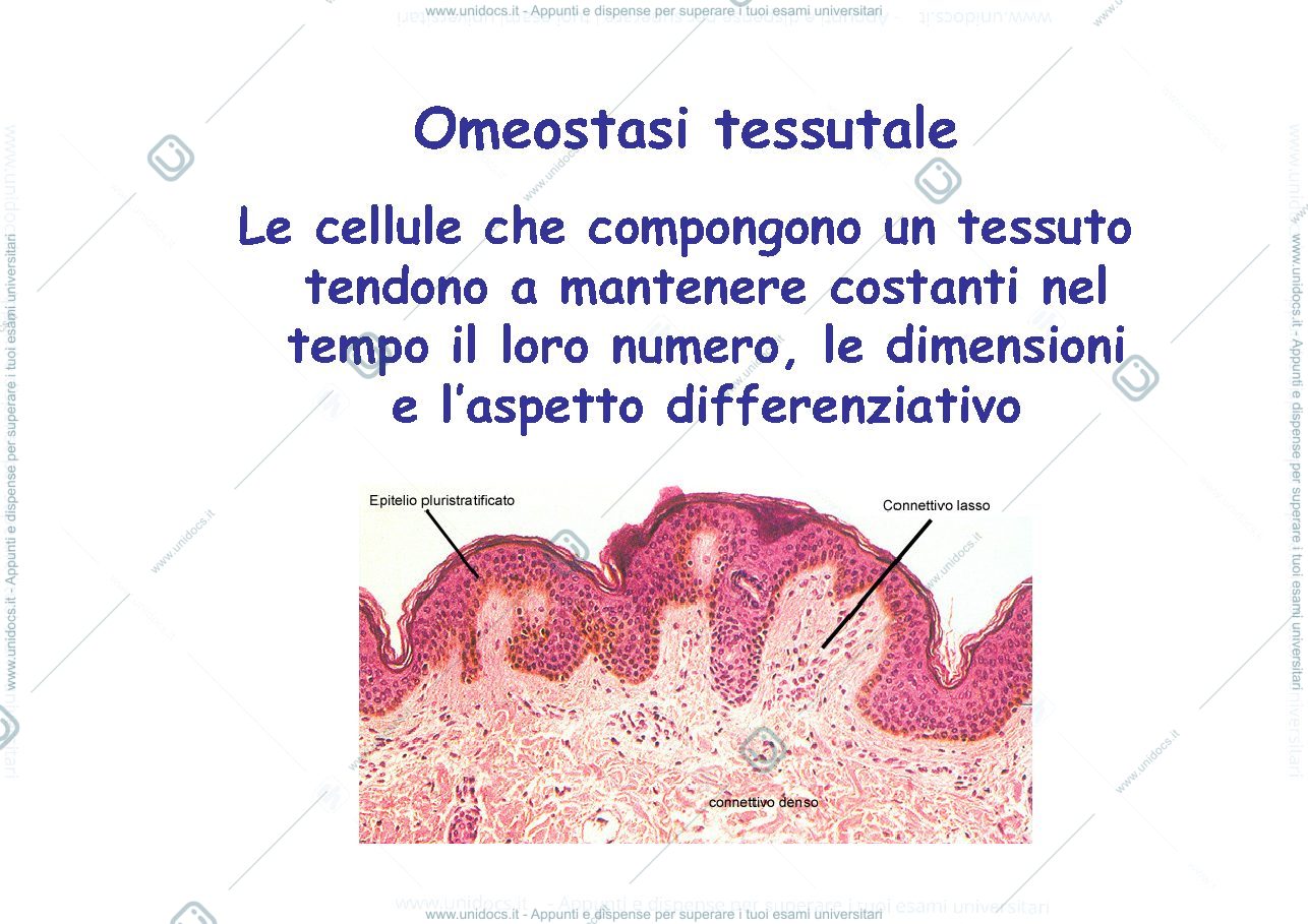 Anteprima pagina 3 — adattamenti medici 