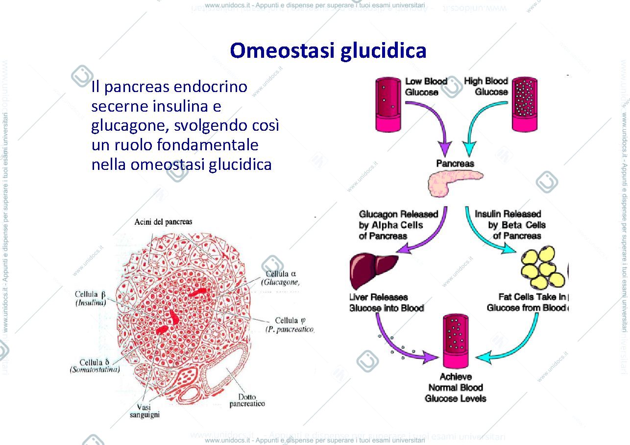 Anteprima pagina 2 — diabete 