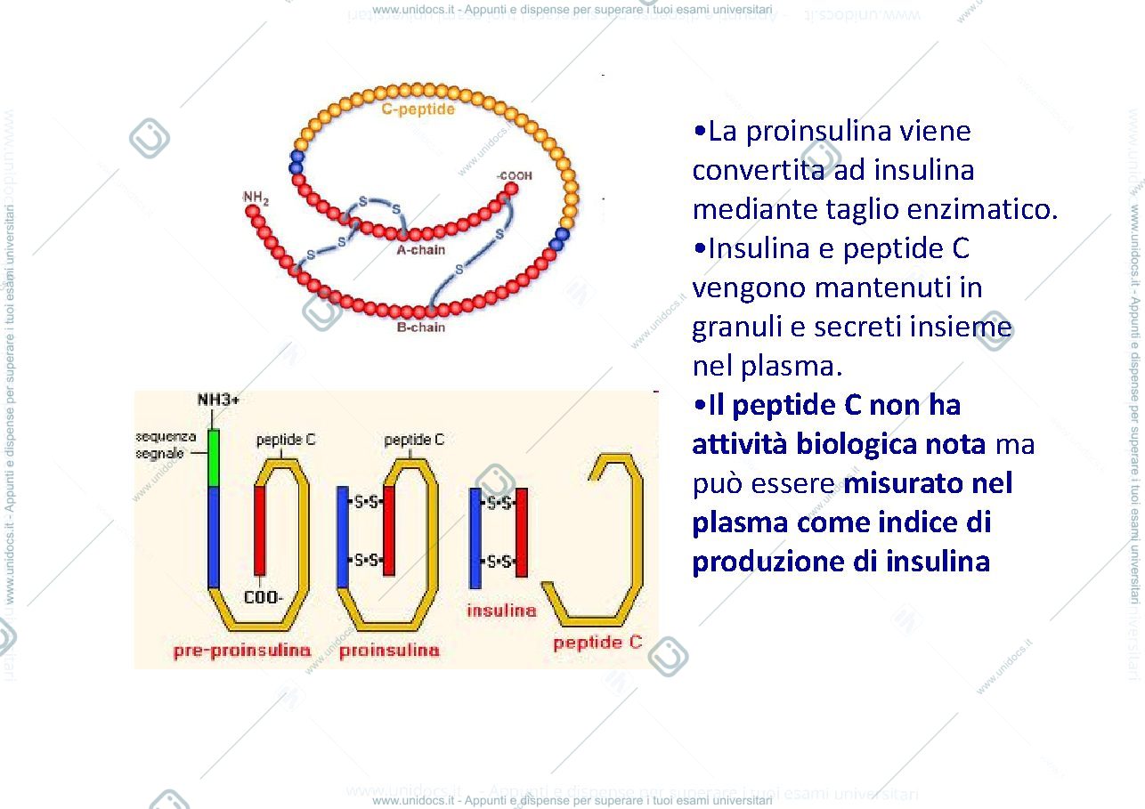 Anteprima pagina 4 — diabete 