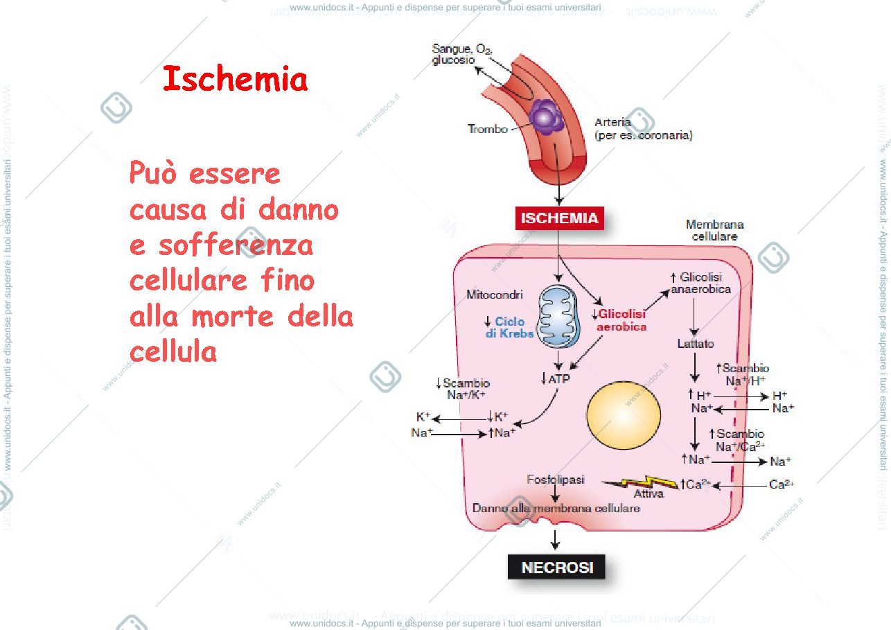 Anteprima pagina 2 — ischemia 