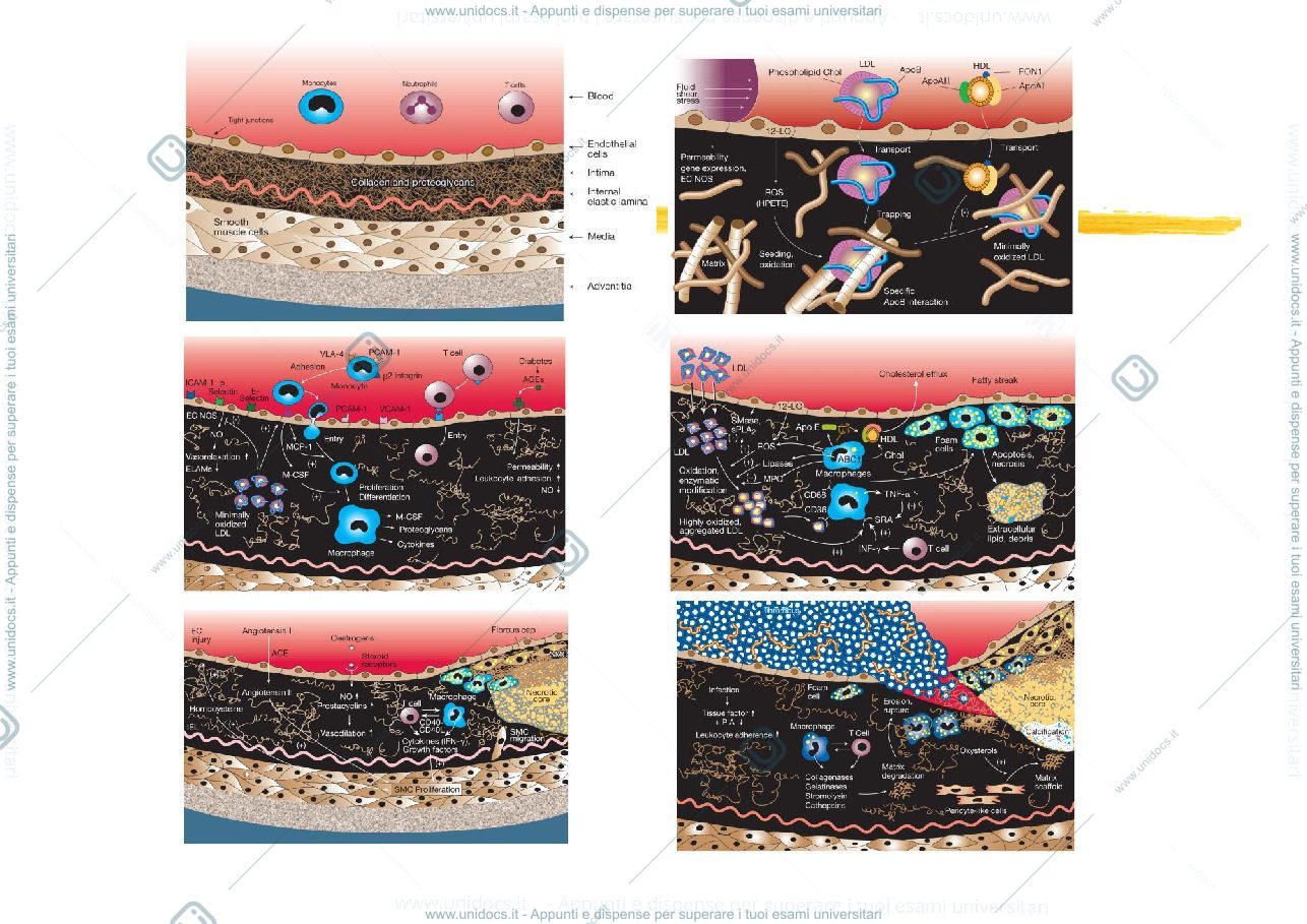 Anteprima pagina 3 — Aterosclerosi 