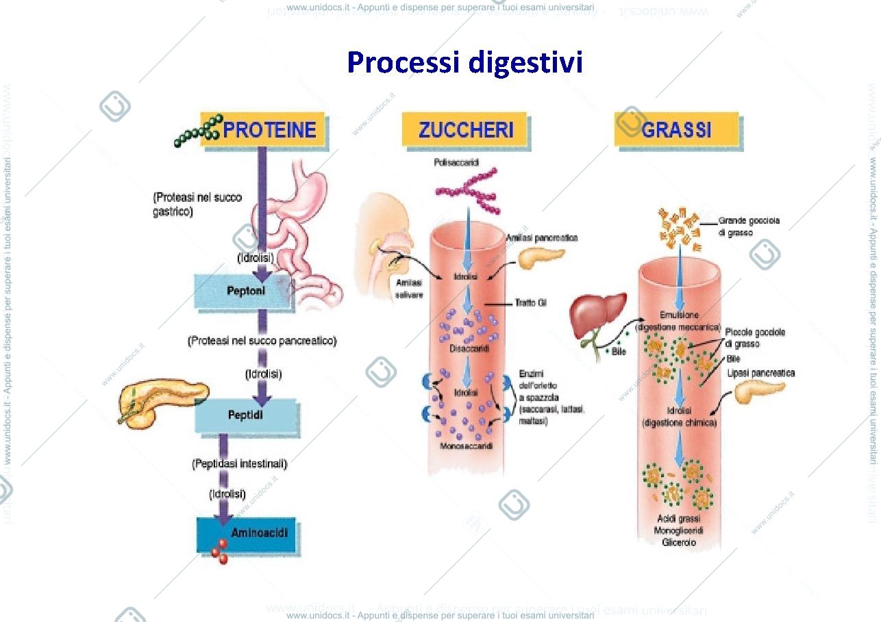 Anteprima pagina 4 — fisiopatologia apparato digerente 