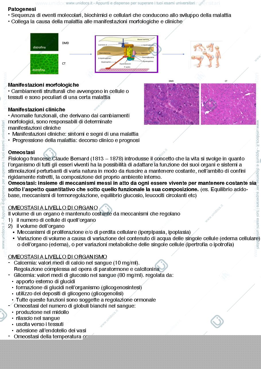 Anteprima pagina 2 — PATO APPUNTI LEZIONE 1