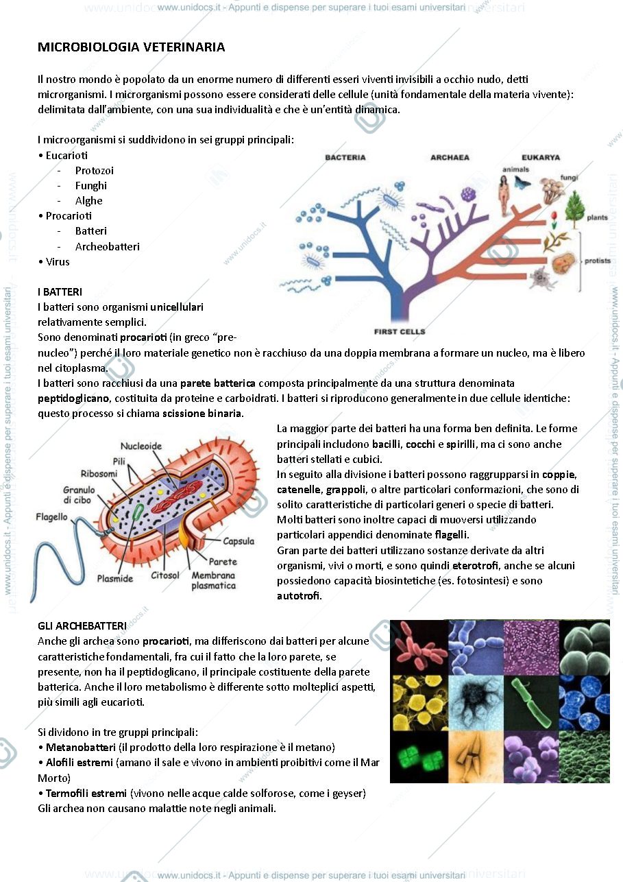 Anteprima pagina 1 — Batteriologia e Virologia veterinaria - prof. Federica Riva (2024/2025)