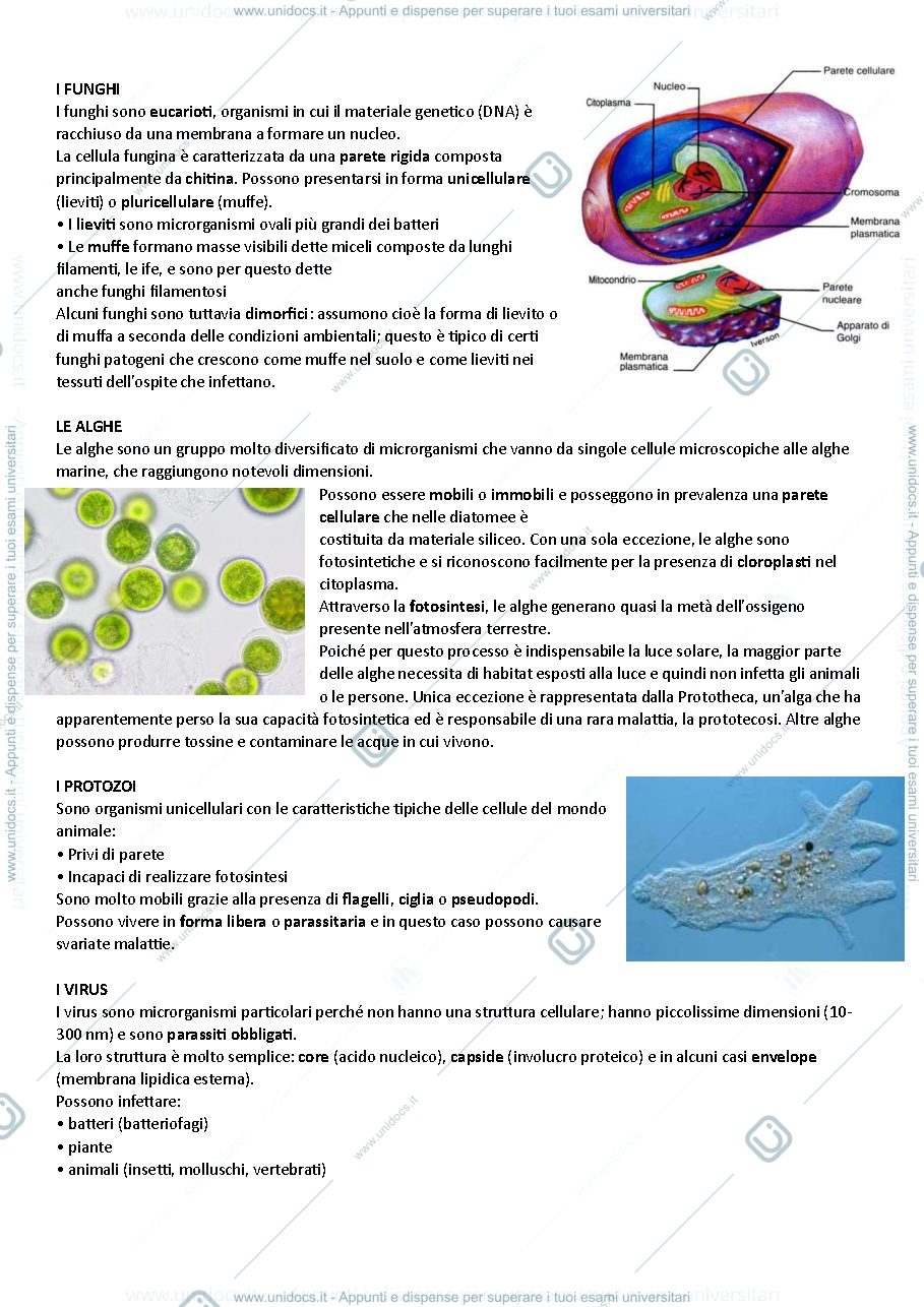 Anteprima pagina 2 — Batteriologia e Virologia veterinaria - prof. Federica Riva (2024/2025)