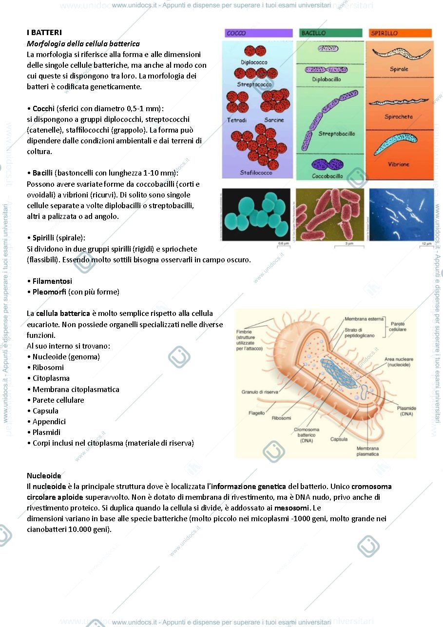Anteprima pagina 4 — Batteriologia e Virologia veterinaria - prof. Federica Riva (2024/2025)