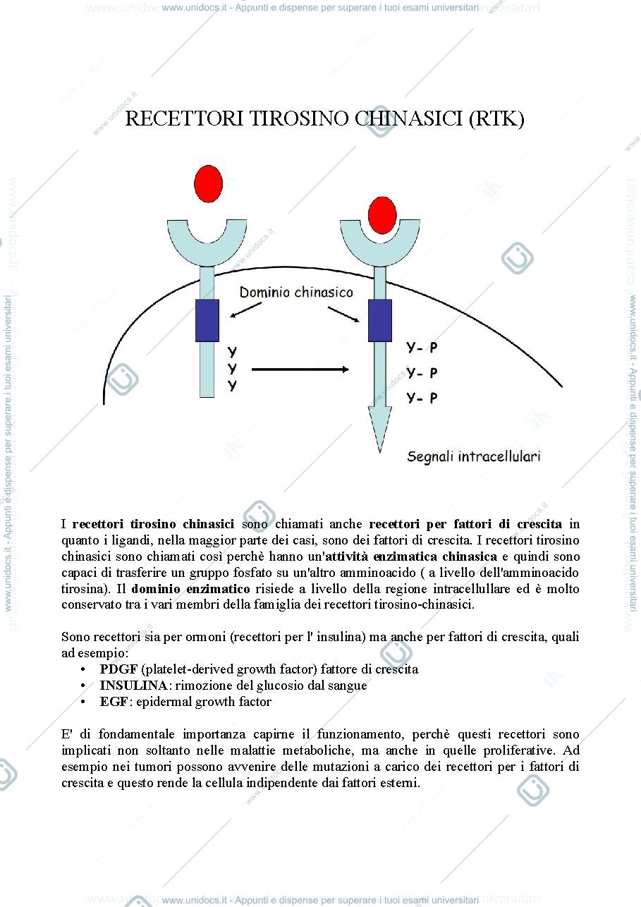 Anteprima pagina 1 — recettori tirosino chinasici