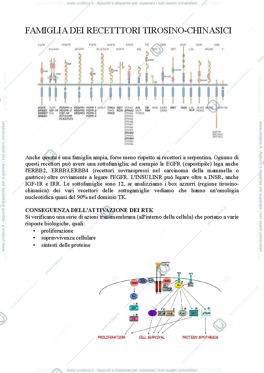 Anteprima pagina 3 — recettori tirosino chinasici