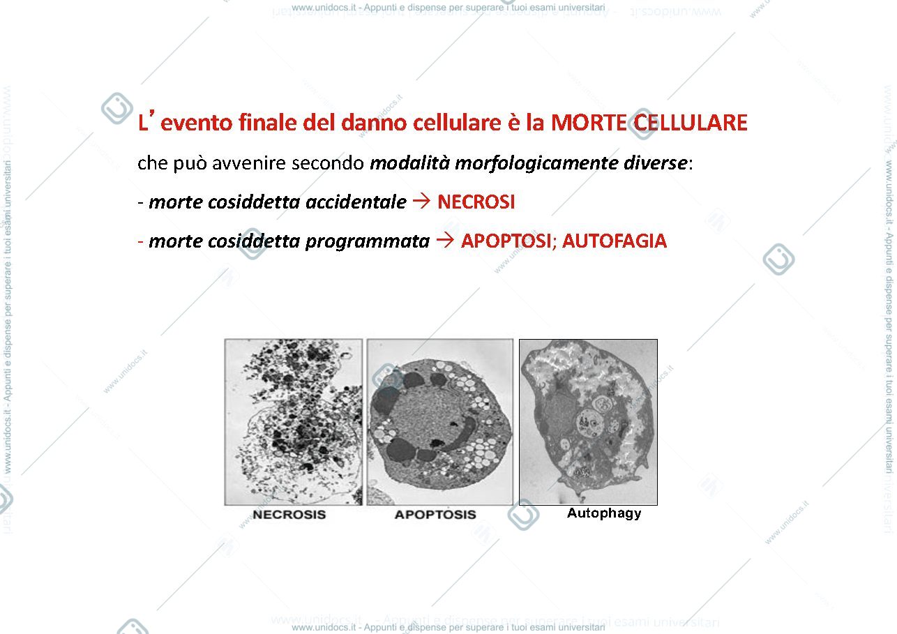 Anteprima pagina 1 — Morte cellulare 