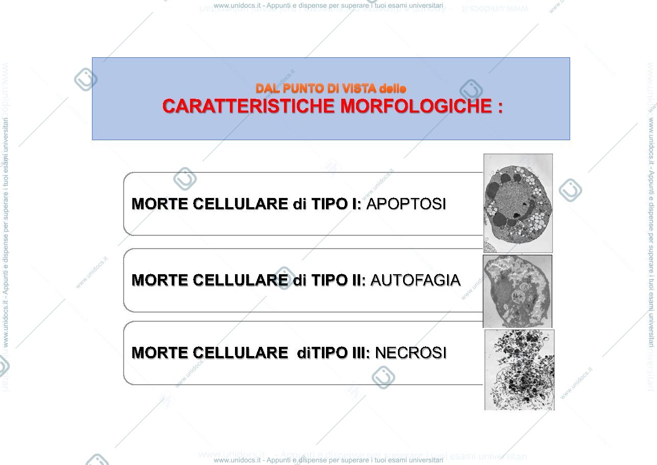 Anteprima pagina 4 — Morte cellulare 