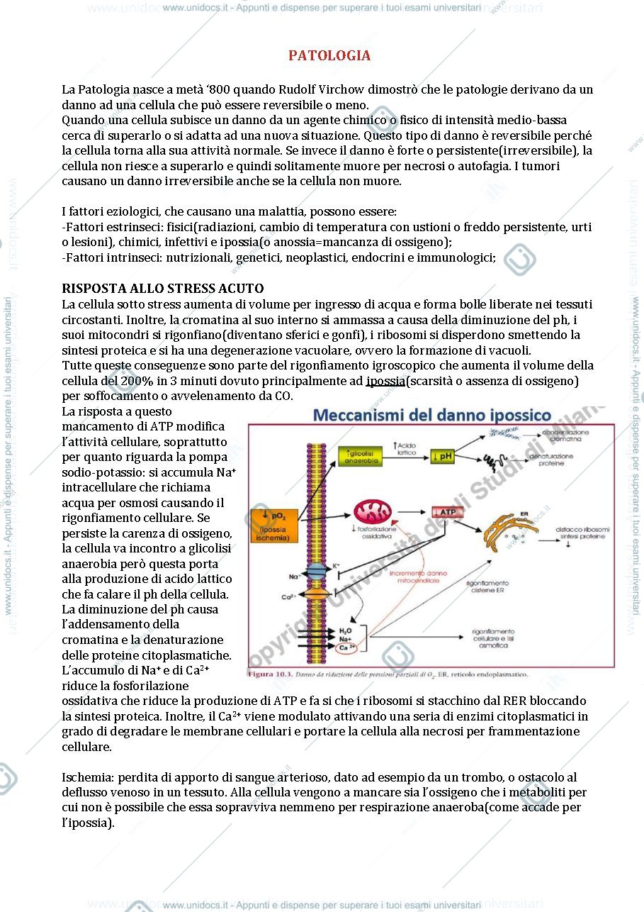 Anteprima pagina 1 — Patologia generale