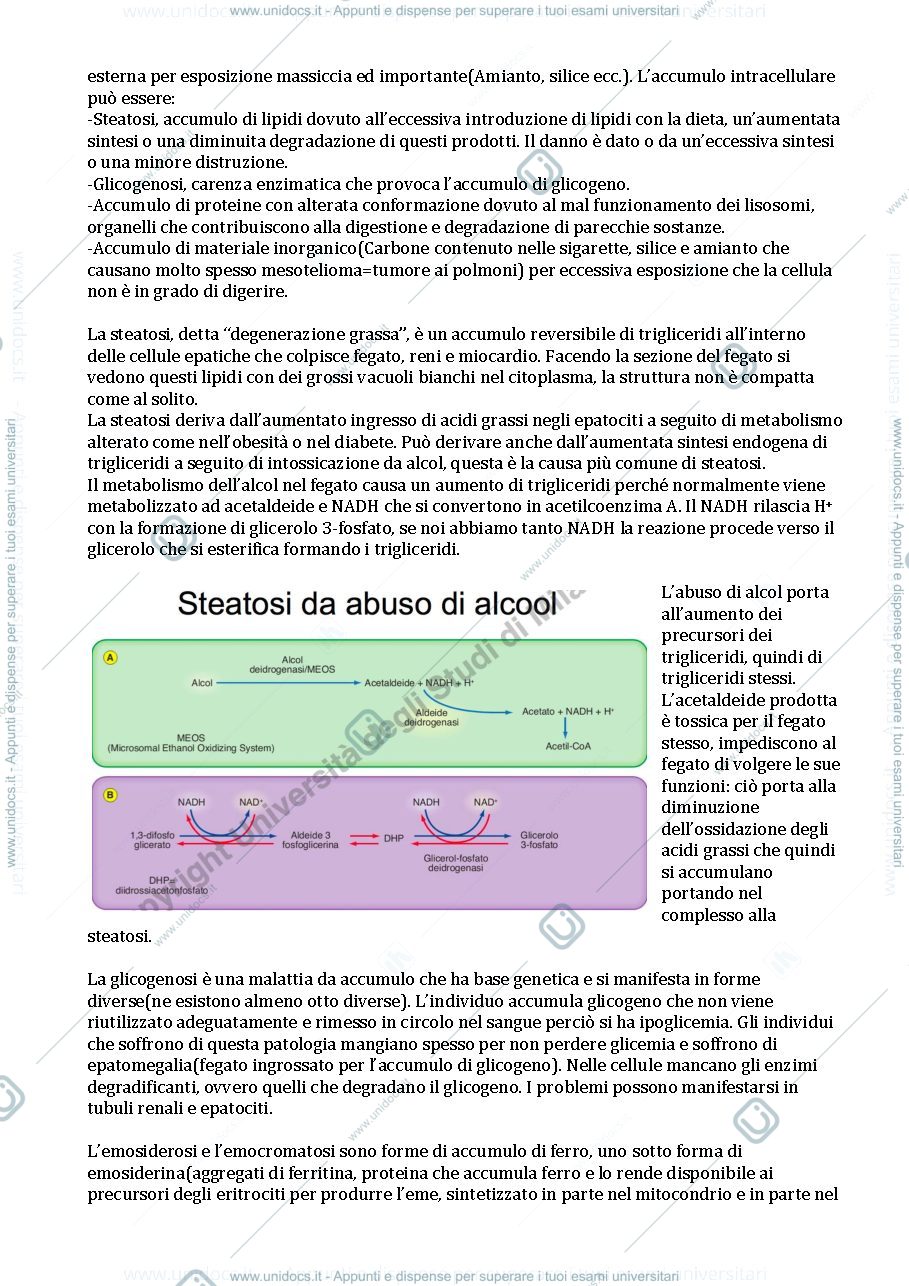 Anteprima pagina 3 — Patologia generale