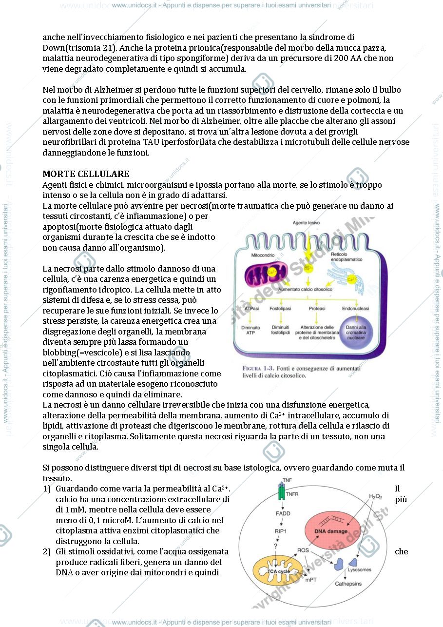 Anteprima pagina 5 — Patologia generale