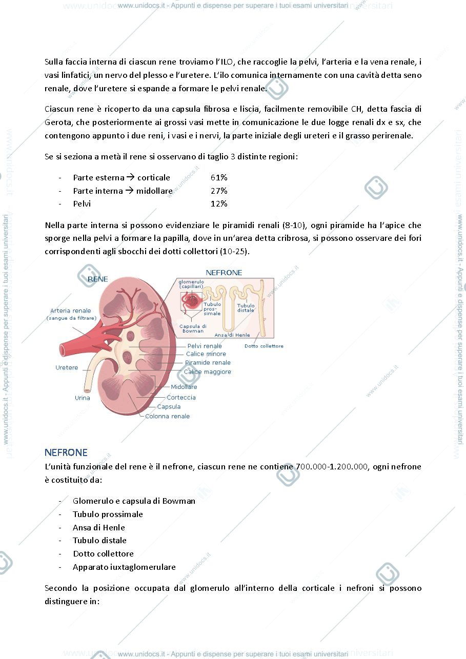 Anteprima pagina 2 — semeiotica nefro-urologica