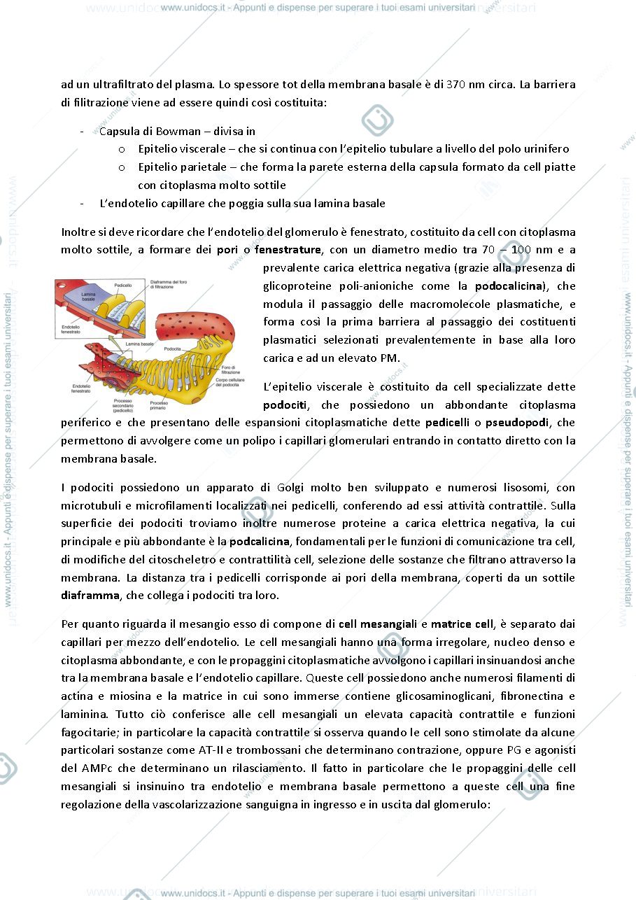 Anteprima pagina 4 — semeiotica nefro-urologica