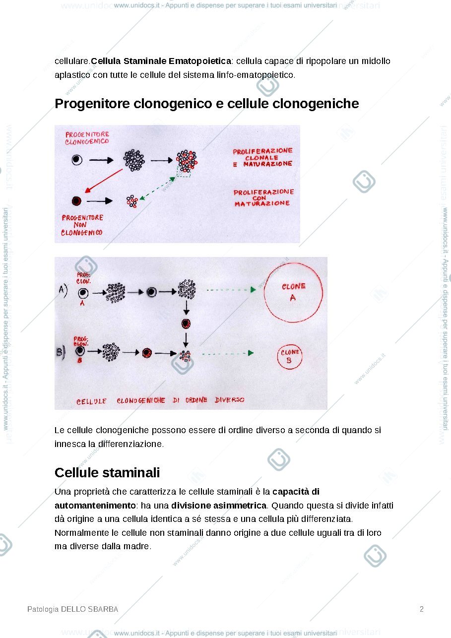 Anteprima pagina 2 — Patologia sperimentale dello sbarba