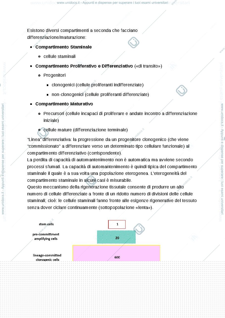Anteprima pagina 5 — Patologia sperimentale dello sbarba