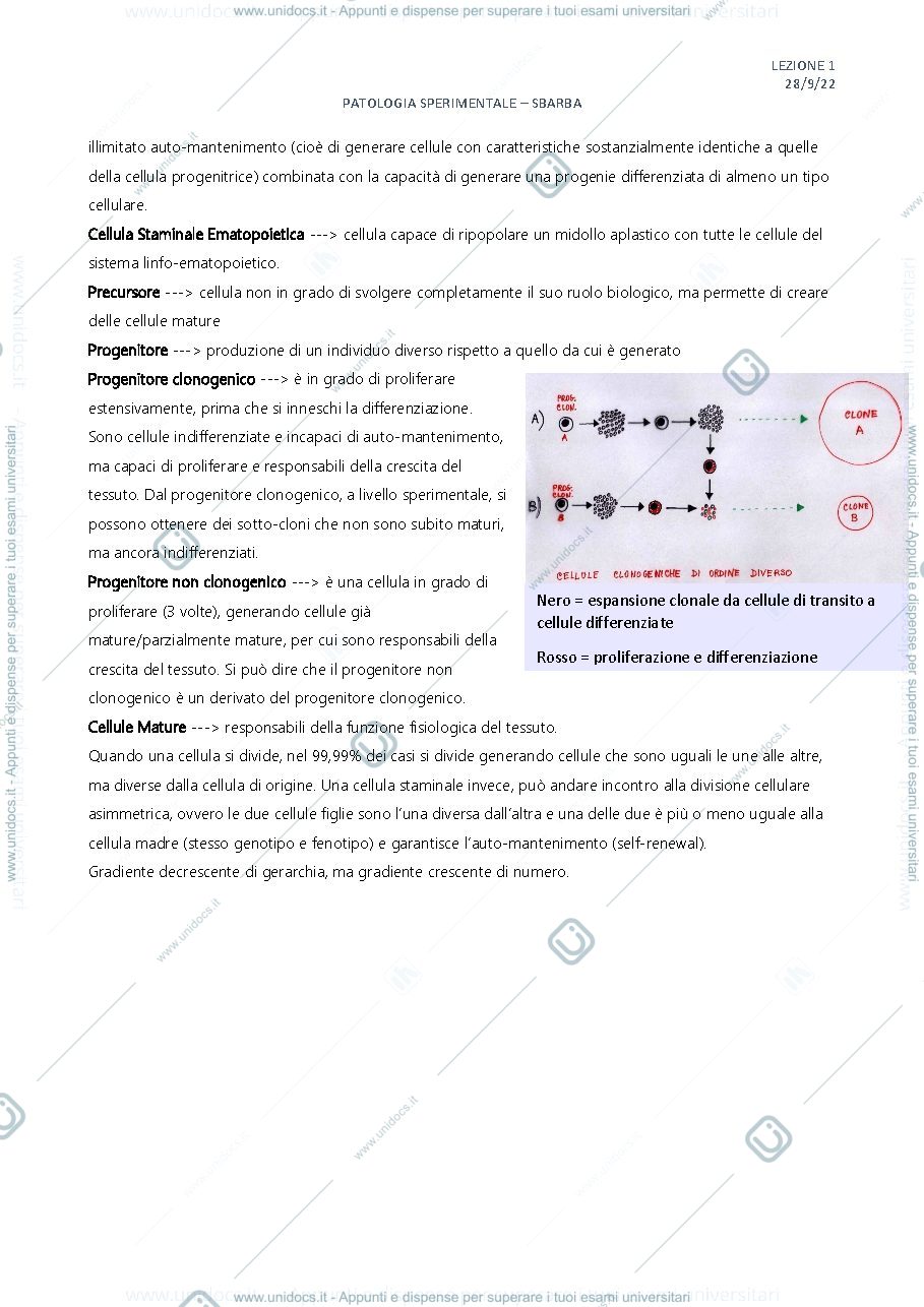 Anteprima pagina 2 — Staminali