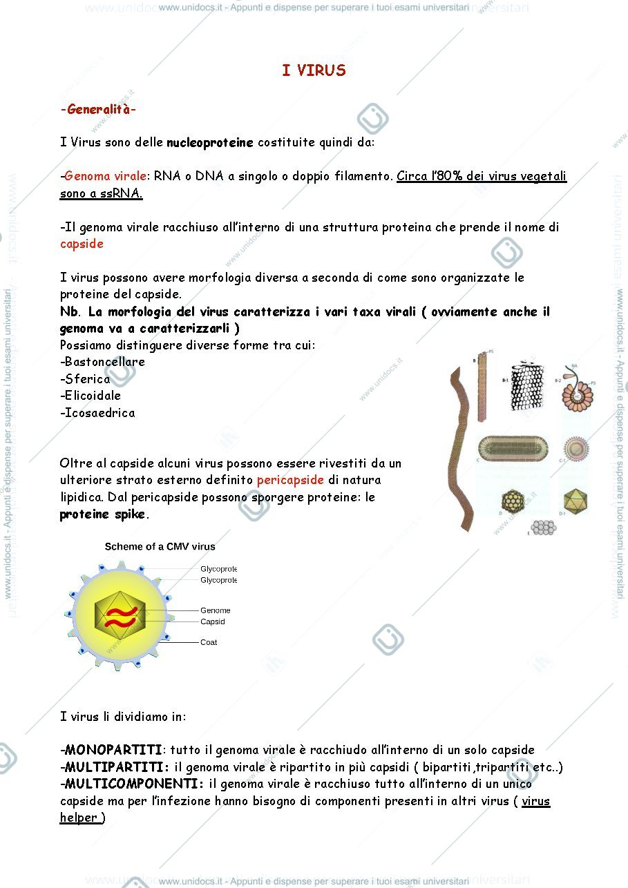 Anteprima pagina 1 — VIRUS